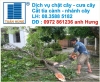 Dịch vụ chặt cây chuyên nghiệp công ty cây xanh Tuấn Hùng