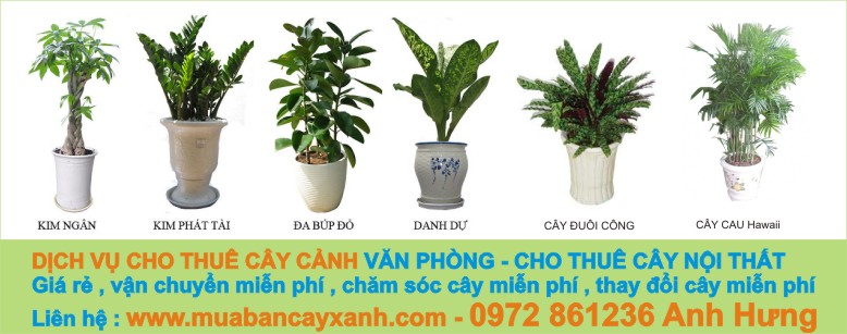 Dịch vụ cho thuê cây cảnh văn phòng công ty cây xanh Tuấn Hùng