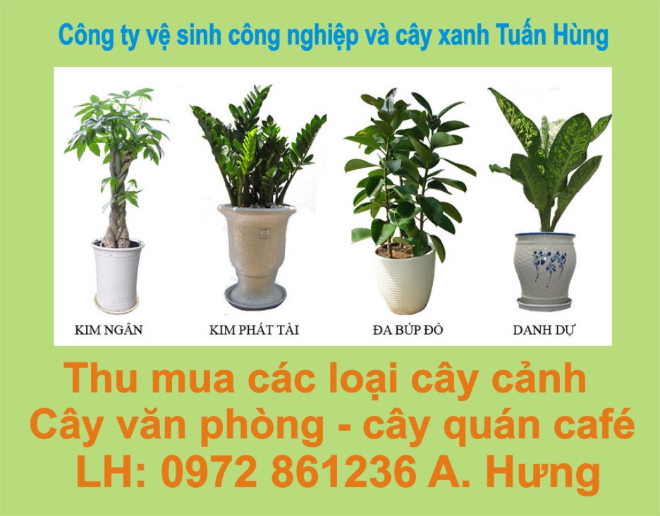 Dịch vụ cây xanh công ty Tuấn Hùng