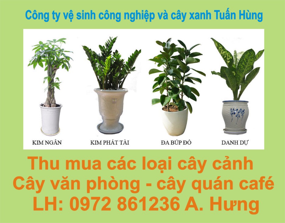 MuaBanCayXanh.com