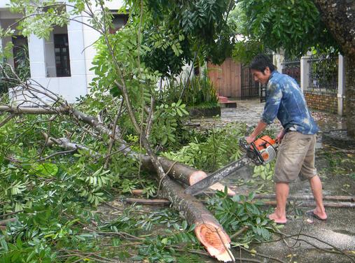 Dịch vụ chặt bứng cây chuyên nghiệp tại TPHCM , Bình Dương , Đồng Nai